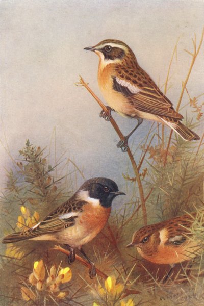 Braunkehlchen, Schwarzkehlchen (männlich und weiblich) von Archibald Thorburn