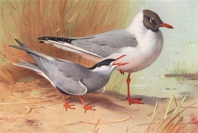 Bartseeschwalbe, Schwarzkopfmöwe (Sommer) von Archibald Thorburn