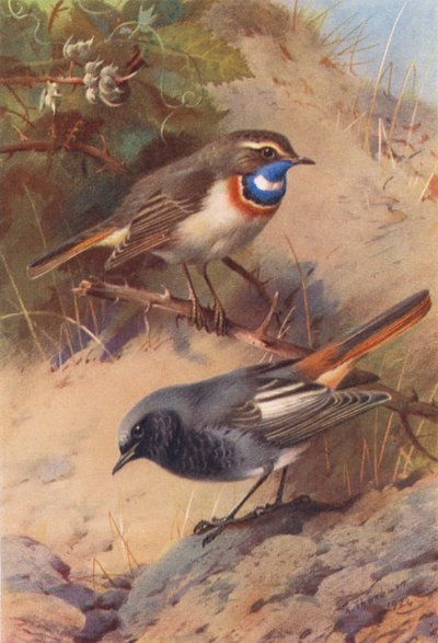 Weißpunkt-Blauracke, Hausrotschwanz von Archibald Thorburn