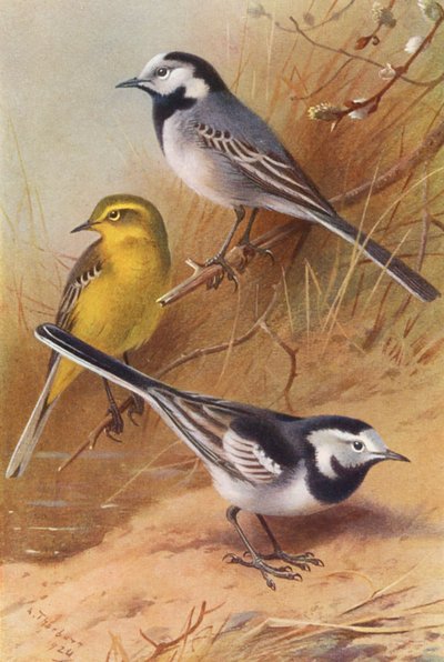 Bachstelze, Schafstelze, Gebirgsstelze von Archibald Thorburn