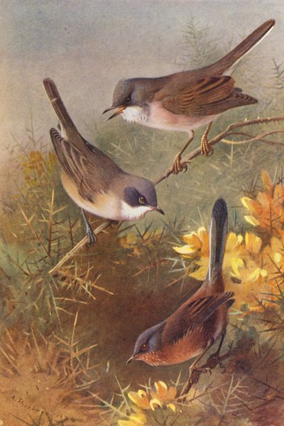 Dorngrasmücke, Klappergrasmücke, Dartfordrohrsänger von Archibald Thorburn