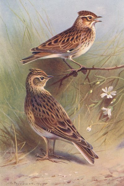 Heidelerche, Feldlerche von Archibald Thorburn