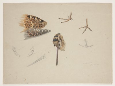 Schnabel, Füße und Flügel der Waldschnepfe, ca. 1915 von Archibald Thorburn