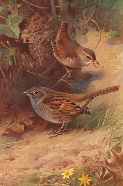 Zaunkönig, Heckenbraunelle von Archibald Thorburn