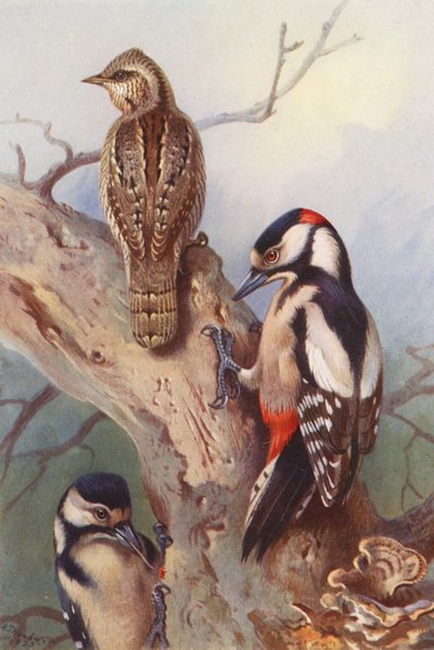 Wendehals, Buntspecht (männlich und weiblich) von Archibald Thorburn