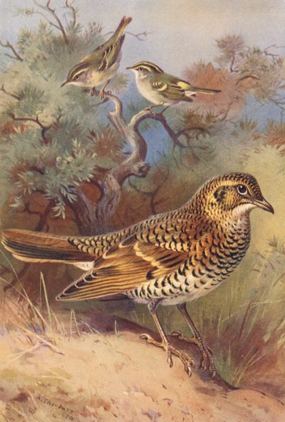 Gelbbrauen-Laubsänger, Pallas-Laubsänger, Weißdrossel von Archibald Thorburn