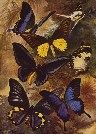 Schöne Schmetterlinge: Schwarze und goldene Schmetterlinge aus den Ostindien (Farblithografie) von Arthur Twidle
