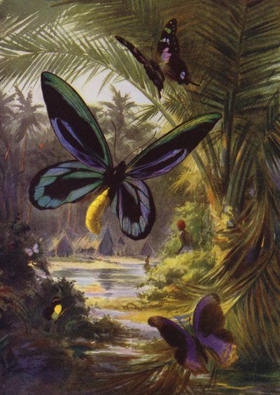 Schöne Schmetterlinge: Troides Alexandrae, der größte aller Schmetterlinge von Arthur Twidle