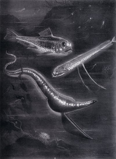 Selbstleuchtende Fische von Arthur Twidle