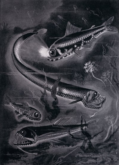 Selbstleuchtende Fische von Arthur Twidle