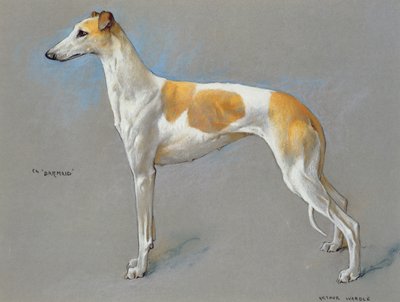 Die weiße und rehfarbene Champion-Greyhound-Hündin 