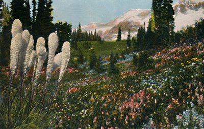 Indisches Korbgras wächst im Mount Rainier Nationalpark, ca. 1916 von Asahel Curtis