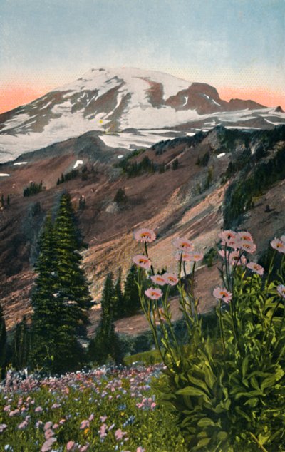 Lila Astern, im Mount Rainier Nationalpark, um 1916 von Asahel Curtis
