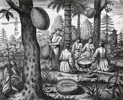 Chinesische Früchte (Arbor polomie, chinesische Papaya), Gravur aus China Denkmäler von Athanasius Kircher