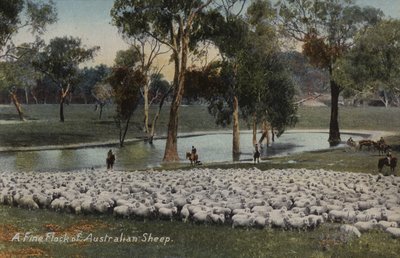 Eine feine Herde australischer Schafe von Australian Photographer