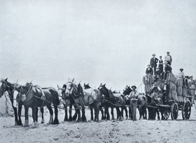 Wolltransportteam, Westaustralien, um 1900, aus 
