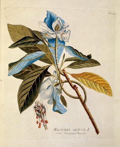 Botanik: „Magnolie“, Tafel aus „Medicinalium secundum Linnaei digestarum“ von Joseph Jacobi Plenck (1735-1807) 1788-1803, Privatbesitz von Austrian School