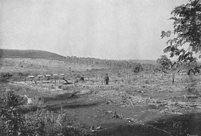 Plantacao de Cafe novo, 1895 von Axel Frick
