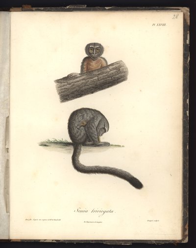 Simia trivirgata, Pl.XXVIII, stahlgraviert von Louis Bouquet (1765-1814) nach einer Gravur von Nicola Huet (1770-1827), Illustration aus 
