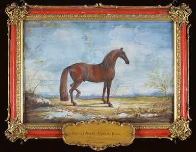 Nr. 2 Alzan de Tunis, ein Berberpferd der Spanischen Hofreitschule von Baron Reis Eisenberg