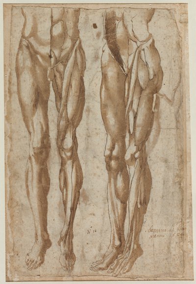 Zwei Studien eines gehäuteten Mannes (recto) von Bartolommeo da Arezzo