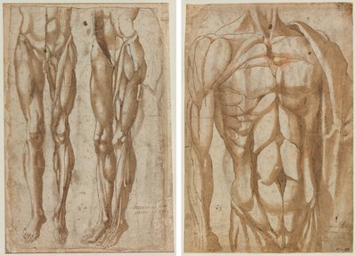 Zwei Studien eines gehäuteten Mannes (recto) Studie eines gehäuteten Torsos (verso) von Bartolommeo da Arezzo