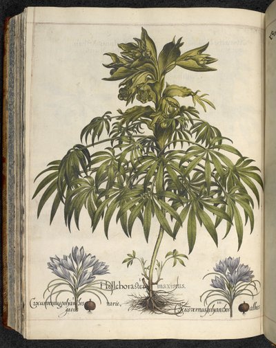 Helleborus, Illustration aus 