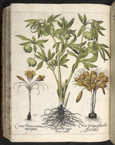 Helleborus niger, Illustration aus 