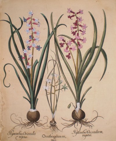 Hyacinthus orientalis mixtus-Ornithogalum minus-Hyacinthus orientalis veriegatus von Basilius Besler
