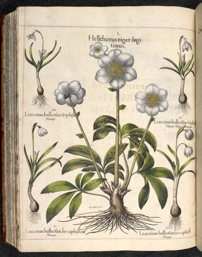 Tafel 29: Helleborus niger, Hortus Eystettensis, Basilius Besler von Basilius Besler