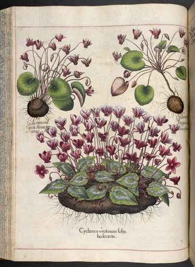 Tafel 348: Alpenveilchen. Hortus Eystettensis, Basilius Besler, 1613 von Basilius Besler