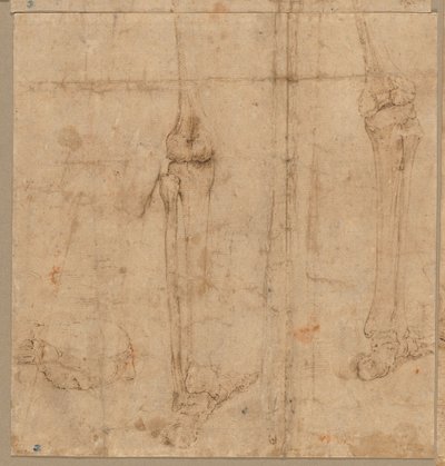 Untere Hälfte eines Skeletts von hinten, frühe 1540er Jahre von Battista Franco