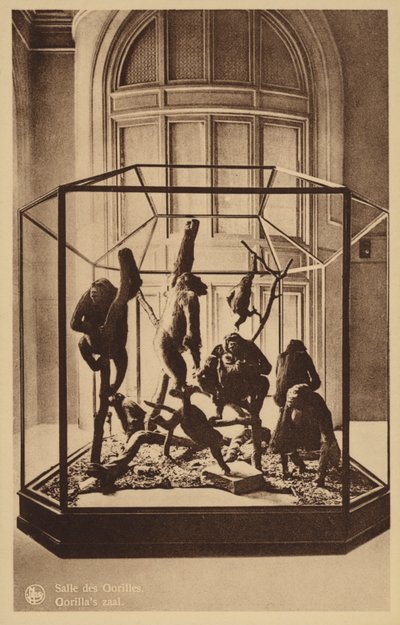 Gorillasaal von Belgian Photographer