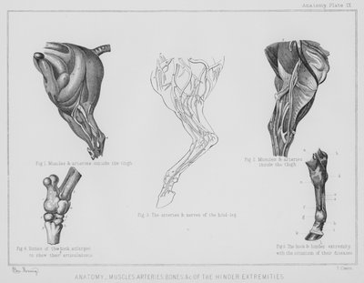 Anatomie, Muskeln, Arterien, Knochen usw. der hinteren Extremitäten (Litho) von Benjamin Herring