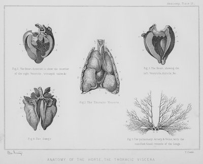 Anatomie des Pferdes, die thorakalen Eingeweide (Lithografie) von Benjamin Herring