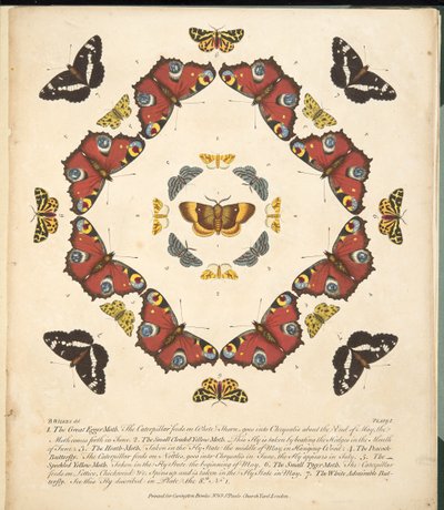 Tafel 1, aus A Rare Depiction of Butterflies and Moths, veröffentlicht 1764 von Benjamin Wilkes