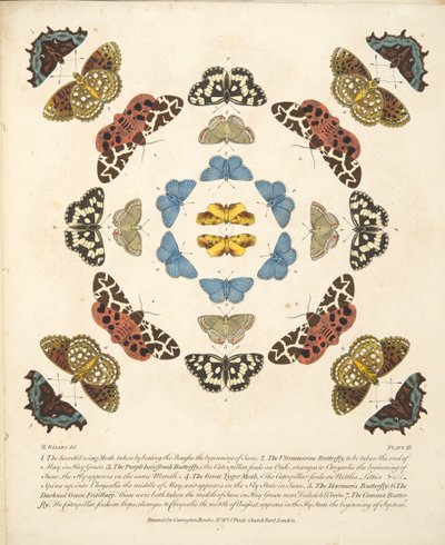 Tafel III, aus A Rare Depiction of Butterflies and Moths, veröffentlicht 1764 von Benjamin Wilkes