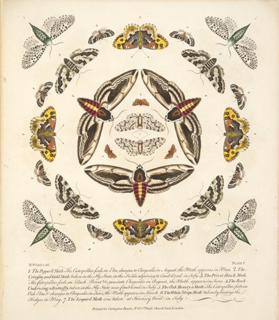 Tafel V, aus A Rare Depiction of Butterflies and Moths, veröffentlicht 1764 von Benjamin Wilkes