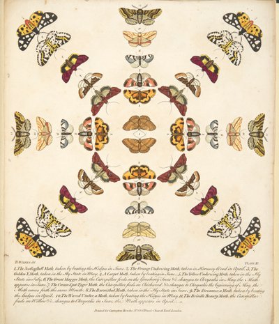 Tafel XI, aus A Rare Depiction of Butterflies and Moths, veröffentlicht 1764 von Benjamin Wilkes