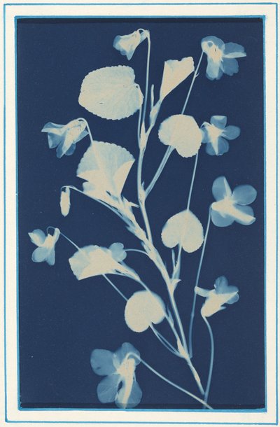 Ohne Titel, ca. 1900 von Bertha Jaques