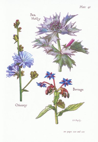 Wegwarte, See-Ilex, Borretsch von Bessie D. Inglis