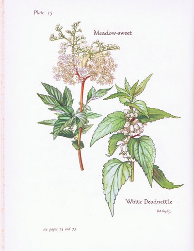 Weiße Taubnessel, Mädesüß von Bessie D. Inglis