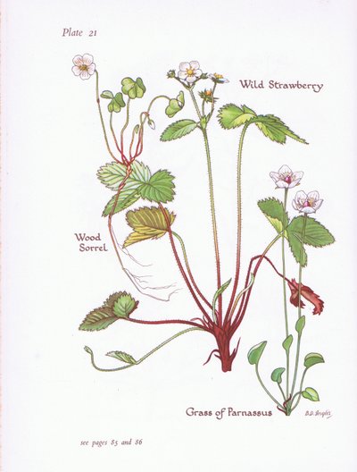 Wald-Sauerklee, Walderdbeere, Moosglöckchen von Bessie D. Inglis