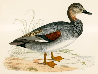 Schnatterente von Beverley R. Morris