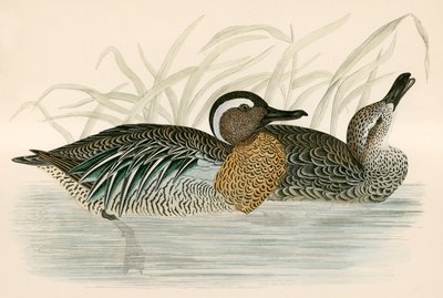 Knäkente von Beverley R. Morris