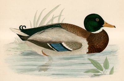 Stockente von Beverley R. Morris
