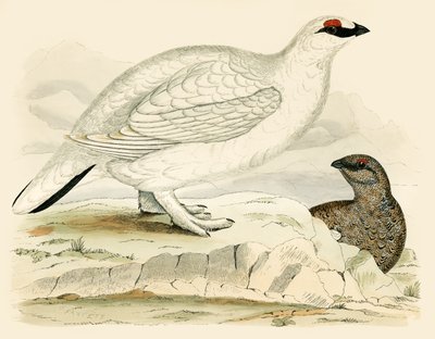 Schneehuhn von Beverley R. Morris