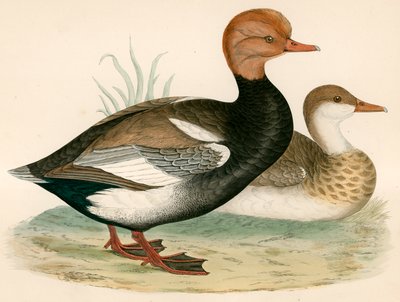 Rotschopf-Pfeifente von Beverley R. Morris