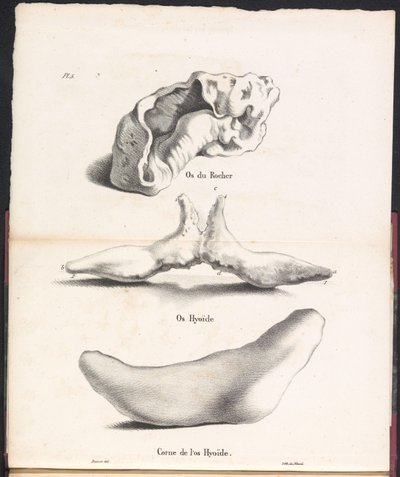 Drei Teile des Zungenbeins des Wals, 1827 von Bossuet