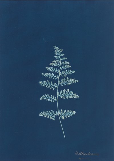 Hothocleana, ca. 1850er Jahre (Foto) von British Photographer